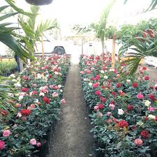 Sep 11, 2021 · los tres gallos, cabo san lucas: Vivero Los Cabos San Jose Del Cabo Baja California Sur