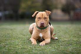 While many people like to toss it into the pit bull category, in reality, it's a breed onto its own. American Staffordshire Terrier Full Profile History And Care