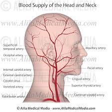 Basilar artery ophthalmic artery vertebral artery branches of the external carotid artery internal carotid artery superficial temporal artery external carotid artery maxillary artery occipital artery. Blood Supply Of The Head And Neck Alila Medical Images