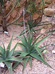 Image result for Aloe luapulana