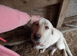 Canned food, dry food, chewy treats, food toppers, frozen food Akc Labrador Puppies For Sale In Pikeville Tennessee Classified Americanlisted Com