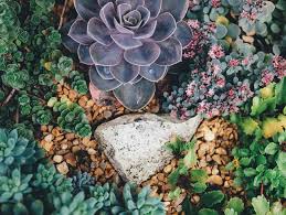 Über 7 millionen englischsprachige bücher. How To Plant Succulents 8 Growing Tips Garden Design