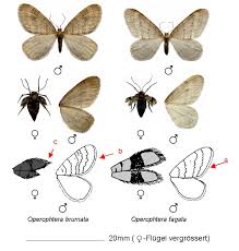 Image result for Operophtera fagata
