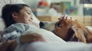 What Breed Of Dog Is In The Pedigree Commercial Dogwalls