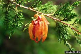 Insect infestations that lead to honeydew are frequently found on rose, ash, oak, elm, maple, willow, and fruit trees. Juniper Diseases Insect Pests Home Garden Information Center