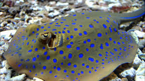 Amazing Facts About Stingrays Stingray Fish Stingray Blue