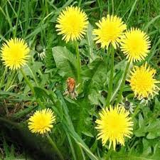 Image result for Lactuca indica