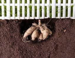 A viable tuber needs to have an eye, a neck and a body. 8 Tips For Growing Better Dahlias