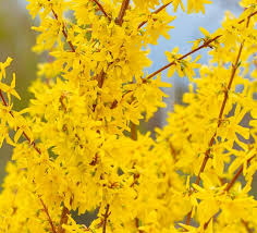 Image result for Tulbaghia cameronii