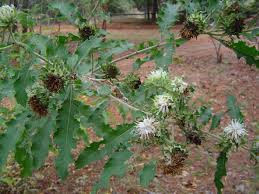 Image result for Vernonia zambiana