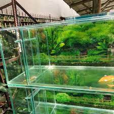 Aneka model meja aquarium minimalis bahkan tampaknya kini aquarium semakin diminati oleh keluarga indonesia. Aneka Model Aquarium Hemigrammus Coeruleus Males Turn Red During Breeding Season Tropical Fish Fish Pet Fish Just Click On The Icons Download The File S And
