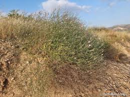 Image result for Rhynchosia torrei