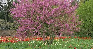 Frische und schöne dekoidee für den kleinen garten. Grosse Blutenstraucher Als Hausbaum Mein Schoner Garten