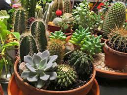 Trim limbs so these critters have nowhere to hang out. Keep Pests Off Cacti And Succulents World Of Succulents