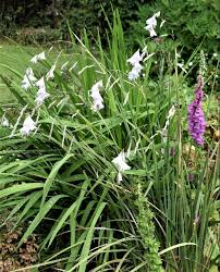 Image result for Dierama formosum
