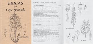 Image result for Erica pleiotricha