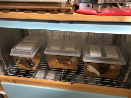 クワガタ 飼育 部屋