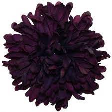 8,000+ vectors, stock photos & psd files. Flower Purple Mums Front Yard Landscaping Dark Purple Hair