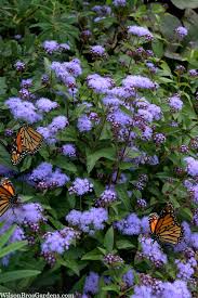 Image result for Ageratum