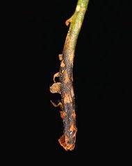Image result for Athyrium lewalleanum