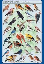 Identification Small Birds Of South Africa Show Me South African Birds Google Search Backyard Birds Watching Bird Poster Backyard Birds