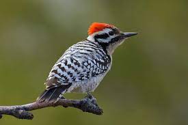 Check spelling or type a new query. Ladder Backed Woodpecker Ebird