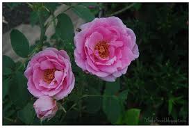 We did not find results for: My Green Eye S Rose Lagi