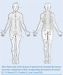 Printable Dermatome Chart Www Bedowntowndaytona Com