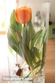 Mother S Day Idea Tulips Grown In Vases Modern Parents Messy Kids Growing Tulips Tulips In Vase Beautiful Flowers