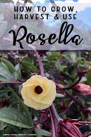 We did not find results for: How To Grow Harvest And Use Rosella Hibiscus Simple Living Creative Learning