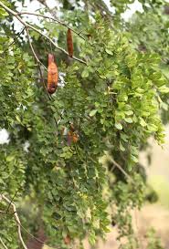 Image result for Erythrophleum