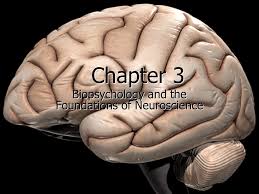 Behavioral neuroscience, also known as biological psychology, biopsychology, or psychobiology, is the application of the principles of biology to the study of physiological, genetic, and developmental mechanisms of behavior in humans and other animals. Copyright C Allyn Bacon 2007 Chapter 3 Biopsychology And The Foundations Of Neuroscience Ppt Download