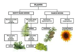 Diagram Flow Chart Of Classification Of Plants Brainly In