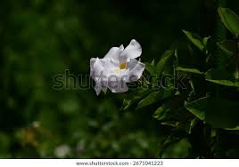 Image result for dipladenie amonea