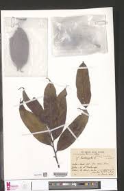 Image result for Trichoscypha lucens