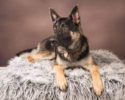 Maybe you would like to learn more about one of these? Salem Or German Shepherd Dog Meet Timber A Pet For Adoption