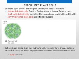 Maybe you would like to learn more about one of these? Cell Specialization Sections 2 3 Ppt Download