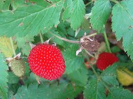 Image result for Rubus rosifolius