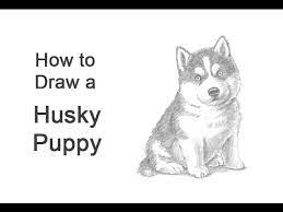 How to draw a realistic husky dog, how to draw a husky puppy, how to. How To Draw A Puppy Husky Youtube