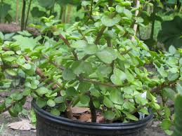 Image result for Uvaria afra