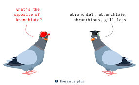 Branchiate Liberal Dictionary Antonyms Words Synonym