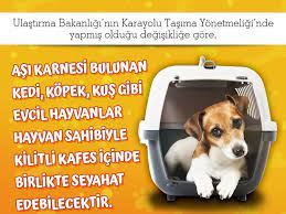 otobuste evcil hayvan tasima sartlari haberler
