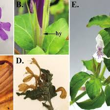 Image result for Dyschoriste radicans