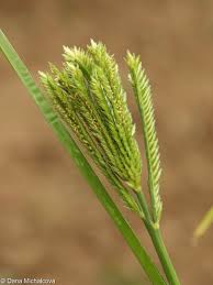 Image result for Eleusine coracana