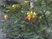 Image result for Chlorophytum angustissimum