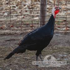 Check spelling or type a new query. Murray Mcmurray Hatchery Turkeys