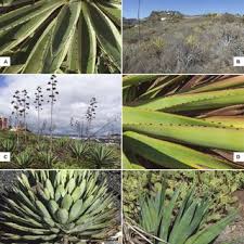 The cactus family is one of the most easily recognized plant families in the world. Pdf A Synopsis Of Feral Agave And Furcraea Agavaceae Asparagaceae S Lat In The Canary Islands Spain