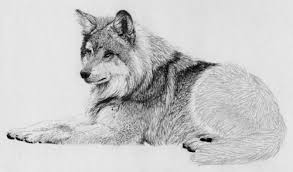 The pile was traditionally made from wool, but since the 20th century, synthetic fibers such as polypropylene, nylon or polyester are often used, as these fibers are less expensive than wool. How To Draw Fur With Graphite Pencil From A Reference Photo By Sidney Eileen