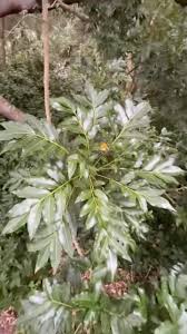 Image result for Harpephyllum afrum
