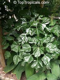 Image result for Trevesia